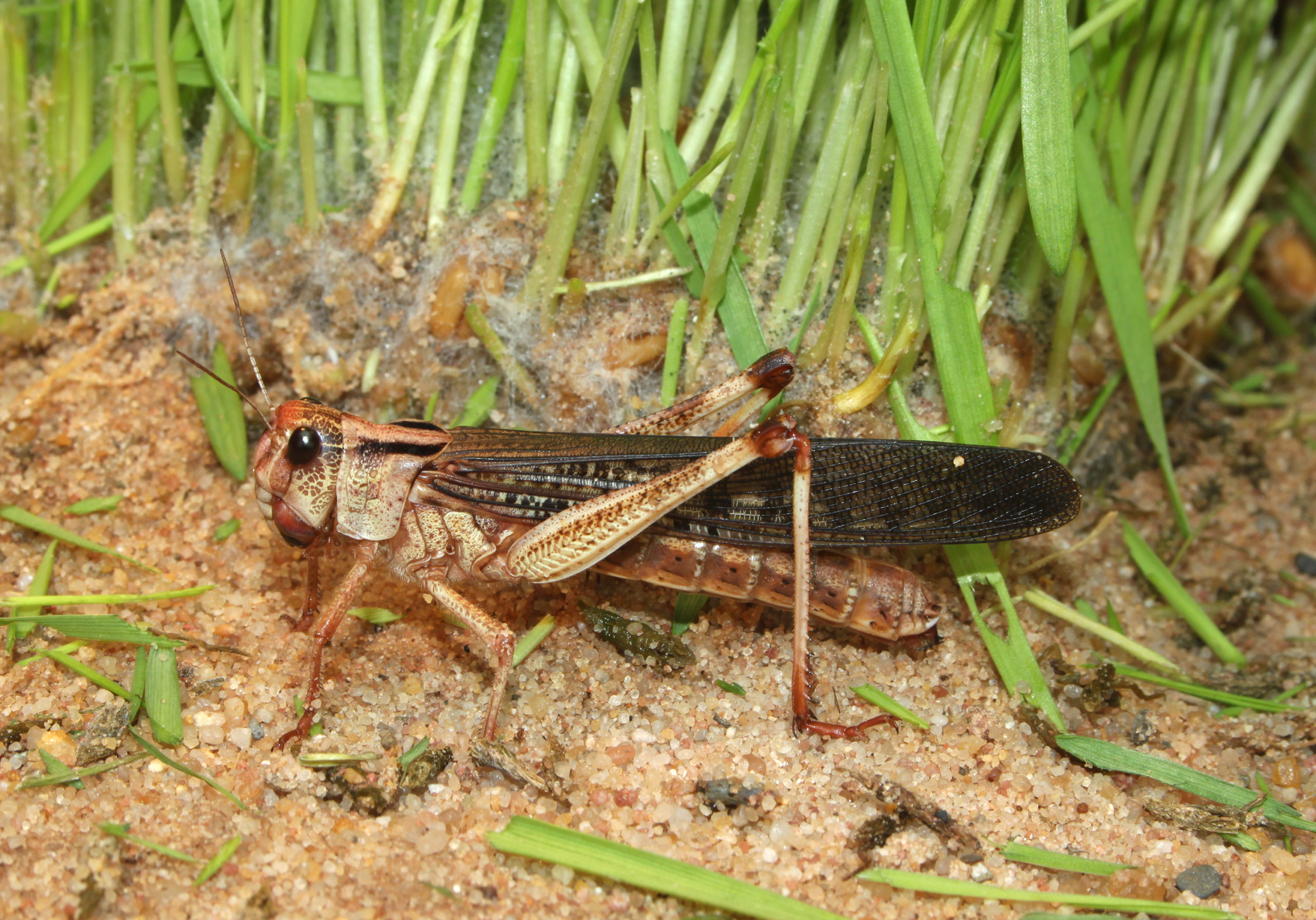 Learning from Locusts